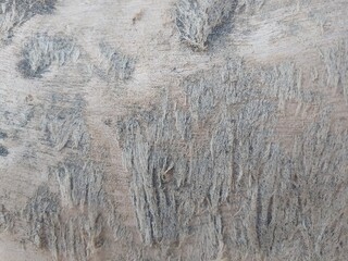 Closeup of driftwood texture with root hairs containing beach sand. copy space for text