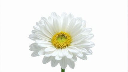 Naklejka premium there is a white flower with a yellow center on a stem