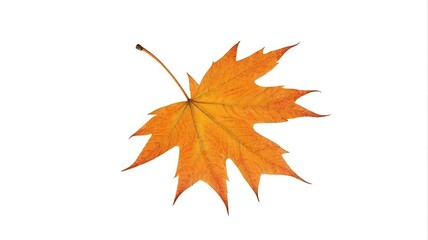 arafed leaf on a white background with a single leaf