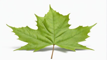 Fototapeta premium arafed leaf of a maple on a white background