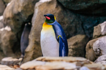 A penguin is standing on a rock in front of a wall