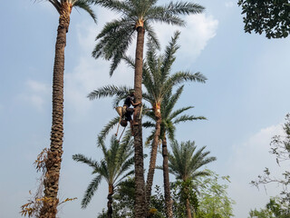 collecting date juice