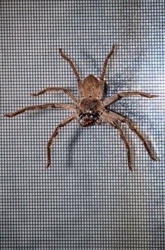 Leishmann's Huntsman Spider (Isopeda leishmanni) eating prey on flyscreen at night, South Australia