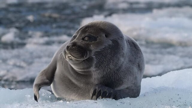 Alone black seal resting on shimmering floating ice block in the ocean