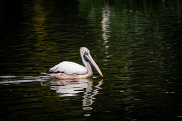 white pelican swimming in the water