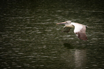 pelican in fly over the lake