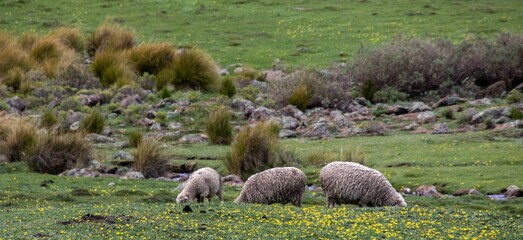 Merino sheep graze in a green field in the mountain kingdom Lesotho