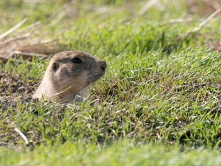 Close Up of the Head of a Black-Tailed Prairie Dog Poking Its Head Out of Its Burrow
