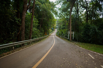 Obraz premium Forest road and green trees travel forest road