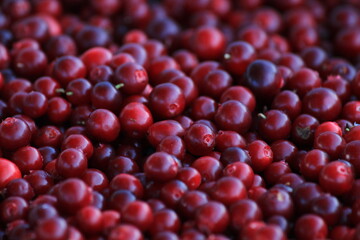 Red ripe lingonberry close up