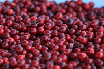 Red ripe lingonberry close up