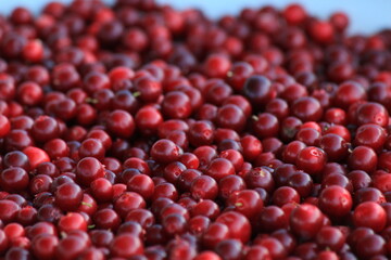 Red ripe lingonberry close up