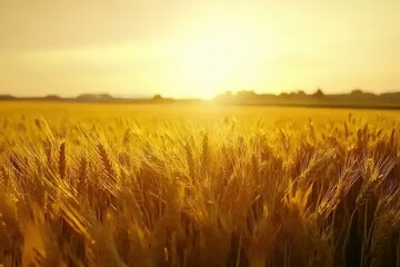 Obraz premium Golden wheat field at sunset, sun rays shining through stalks of ripe grain. Peaceful agricultural landscape.