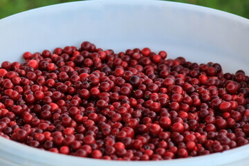 Red ripe lingonberry close up