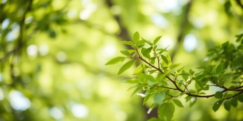 Obraz premium A close-up shot of a tree branch with vibrant green leaves, creating a soft, blurred background with a light green hue in the middle, blurry, vibrant