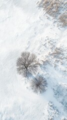 Aerial View of Winter Landscape: Two solitary trees stand resilient against the backdrop of a snow-covered landscape, a captivating aerial perspective that evokes a sense of serenity and isolation. 