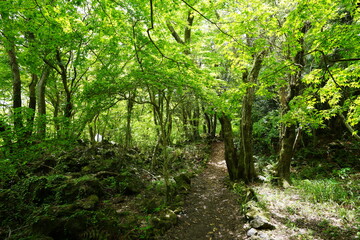 Fototapeta premium refreshing spring forest and fine path