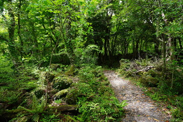 Obraz premium mossy rocks and old trees in spring forest