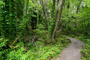 Obraz premium spring path through old wild forest