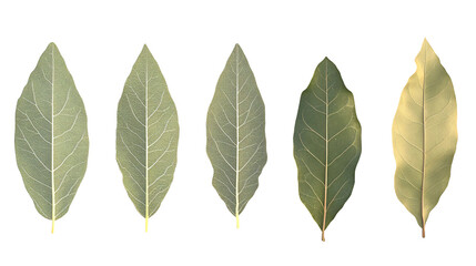 Fototapeta premium Five leaves showing stages of growth and discoloration isolated on transparent or white background. Generative ai