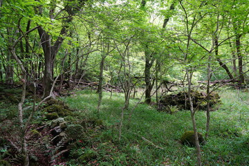 mossy rocks and old trees in spring forest