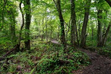 Obraz premium mossy rocks and old trees in spring forest