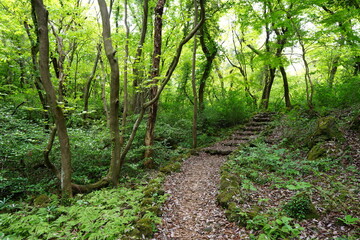 Fototapeta premium refreshing spring forest and fine path