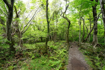 refreshing spring forest and fine path