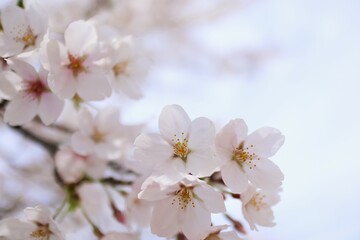 桜　花　満開　春