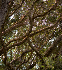 Forest patterns of New Zealand