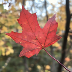 Fototapeta premium Maple leave