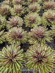 Rows of colorful bromeliads