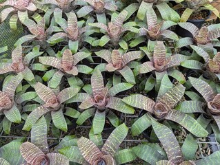Obraz premium Rows of colorful bromeliads