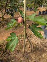 Fresh figs growing on trees in natural sunlight