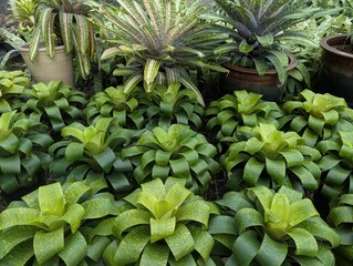 Arrangement of green rosettes of neoregelia bromeliad