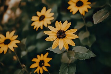 Obraz premium Yellow Sunflowers in a Garden