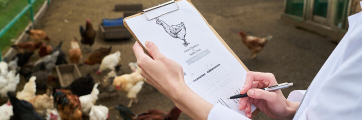 Banner of clipboard with document with picture of chicken in hands of young female veterinarian...