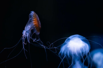 漂うアマクサクラゲ