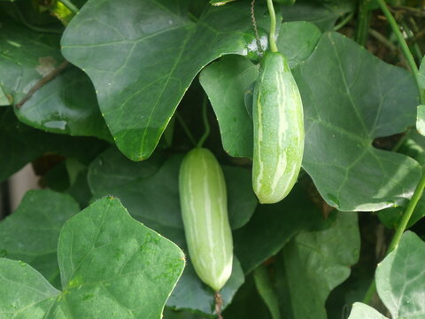 Trichosanthes kirilowii is a flowering plant in the Cucurbitaceae family found primarily in China such as Henan, Shandong, Hebei, Shanxi, and Shaanxi. This cucumber has a fresh and delicious taste. 