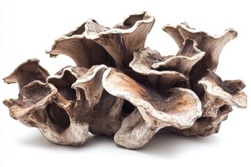 A group of dried tree mushrooms with rugged textures and rich brown tones arranged in a stack