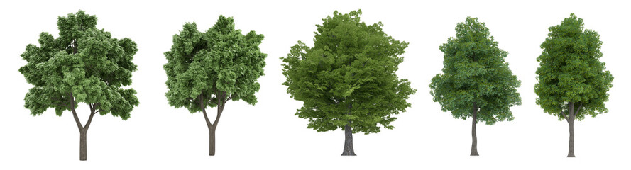 Varied types of green trees showcasing different shapes and foliage in a natural outdoor setting