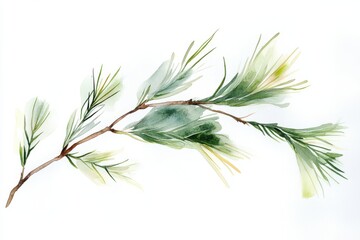 A watercolor style illustration of a green pine branch with detailed, delicate needles