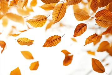 Fototapeta premium Autumn leaves flying in the air on white background