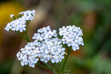 Achillea millefolium known commonly as yarrow