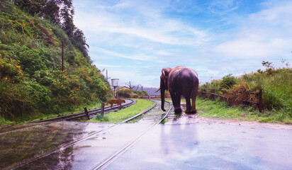 A Truly Majestic Elephant is Majestically Walking Gracefully on a Wet Road Surrounded by Lush Nature