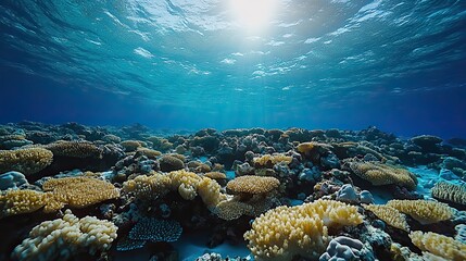 Divers explore the vibrant underwater world of the Maldives, emphasizing the importance of marine conservation.