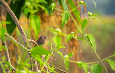 Obraz premium Into the Wild