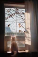 A white cat looks out the window at the birds