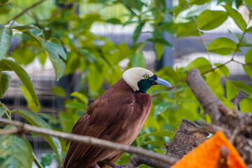 A Paradisaea Apoda, also known as the Lesser Bird of Paradise, in a cage at the zoo. The bird showcases its vibrant plumage, adding a touch of beauty to its zoo habitat