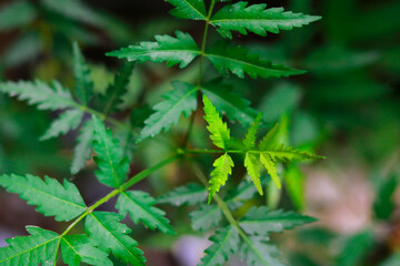 Medicinal neem leaf at agriculture field